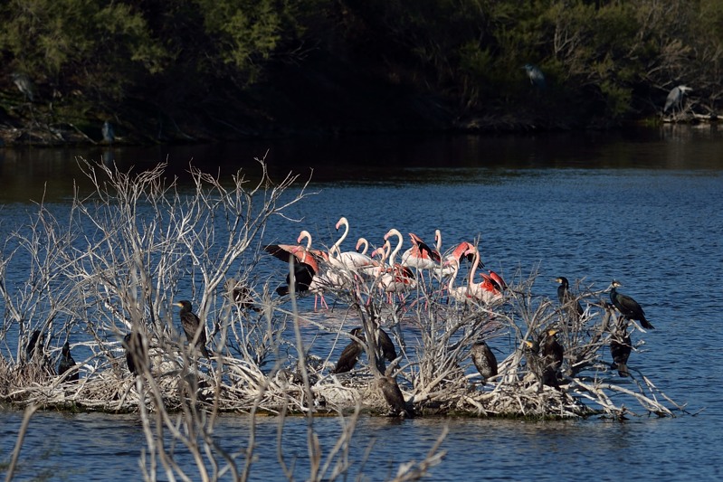 Flamingo